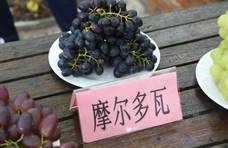 吃货看过来~全上海最好吃的葡萄都在这里了