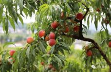 四川开江的桃子熟了 千颗桃树助村民增收致富
