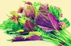 紫苏叶的吃法，了解紫苏的营养价值，才能吃的更美味