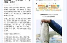 大咖齐齐为白蕉海鲈代言，国庆斗门尝鲜美鲈鱼成风如潮