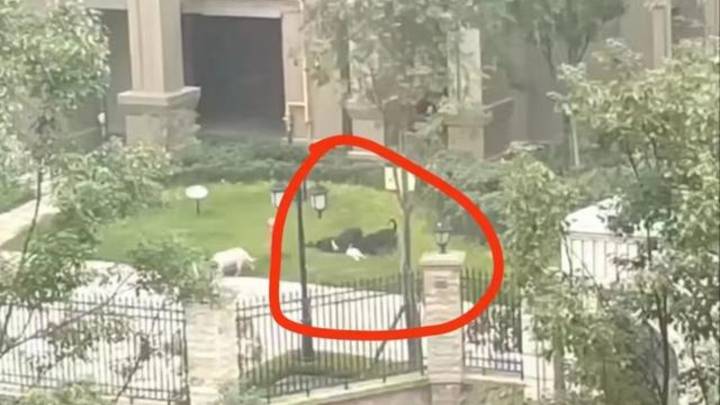 成都女童小区内遭烈犬撕咬入院治疗，物业称肇事黑狗还在找，你怎么看？