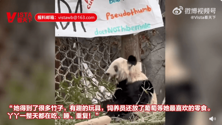 国内专家抵达！丫丫回家提上日程，你期待吗？
