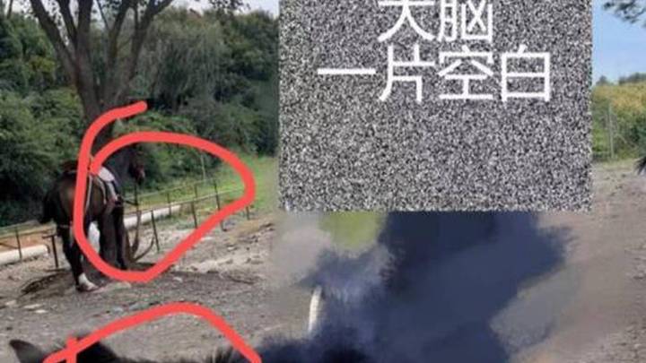 游客称在丽江花钱“骑马游”实为骑骡子，这算欺骗销售吗?