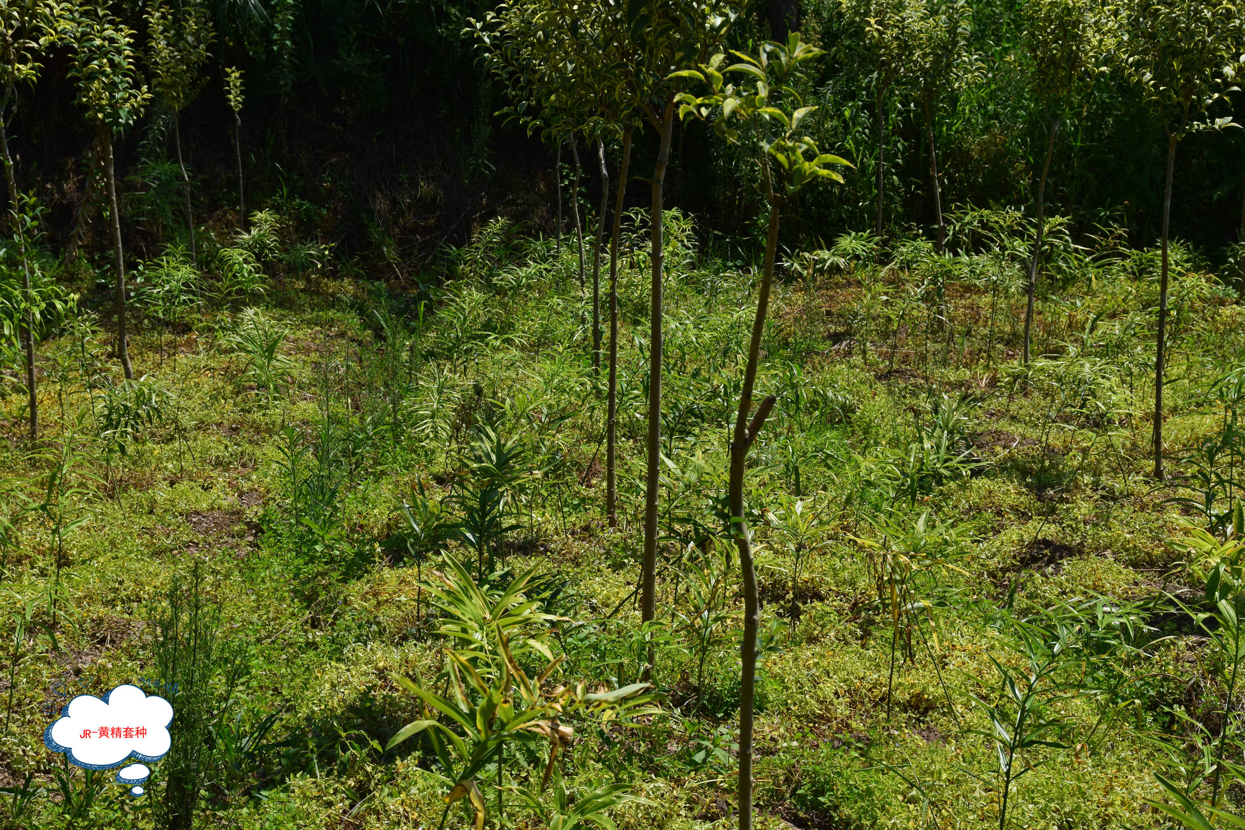 林药间作林下种植药材的几个节点环节要了解