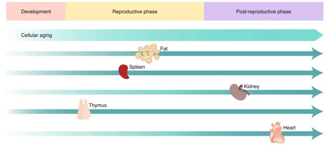 nature最新綜述顛覆認知衰老的異步性傳染性和數字化