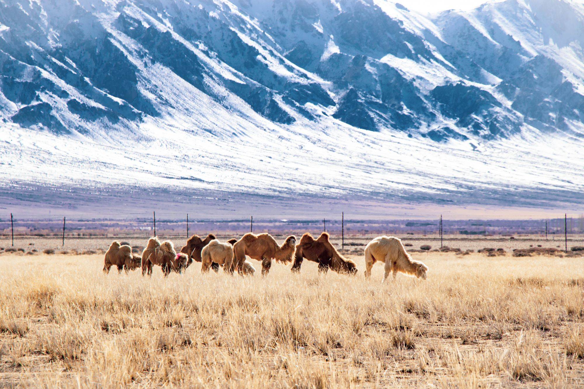 新疆和布克赛尔：骆驼“静享”煦风暖阳