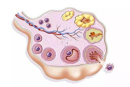别名"动情激素"的e2,是卵巢颗粒细胞分泌的女性荷尔蒙,当卵巢颗粒细胞