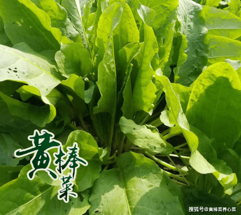 天然蛋白源黄棒菜,"无抗"养殖时代下种出性价比