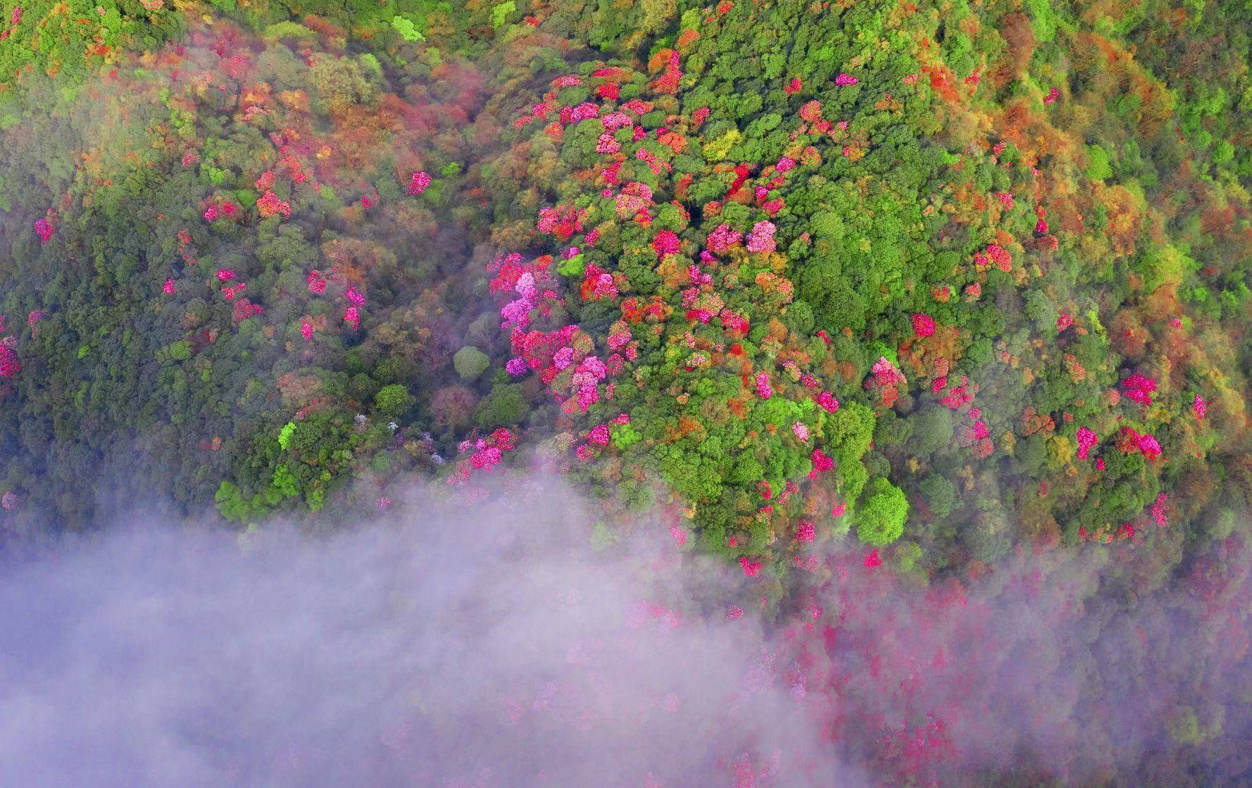 金佛山国际旅游文化节暨第十二届杜鹃花节明日开幕 万亩花海待君来
