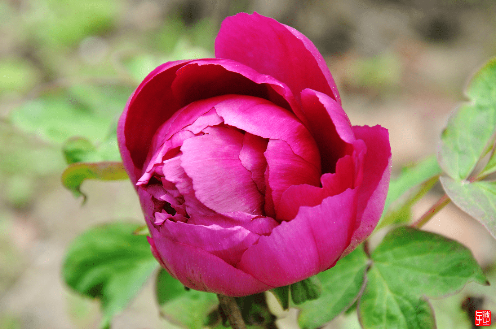 "牡丹花的优美浪漫彰显在她的曲折优美的花瓣之中,一片片精心打造的