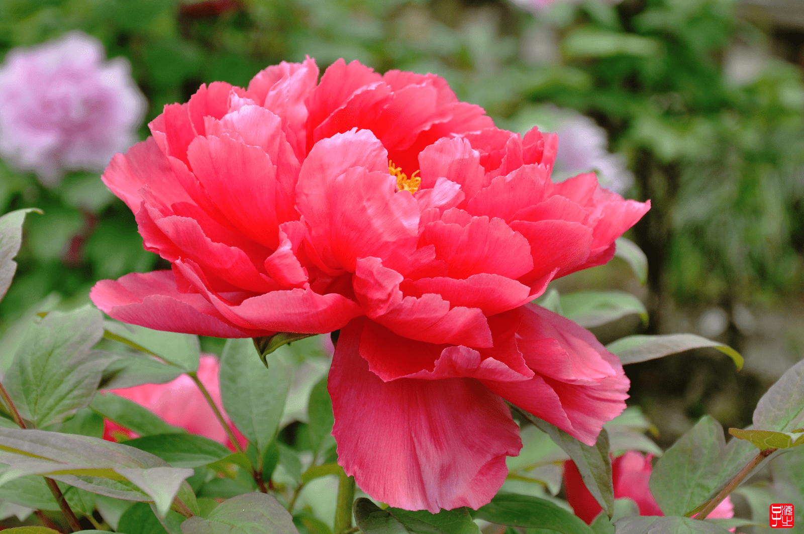 原创上海淀山湖畔大观园里的牡丹花语