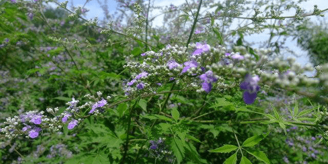 荆条,漫山遍野的荆条,代表坚润,朴素,贫民