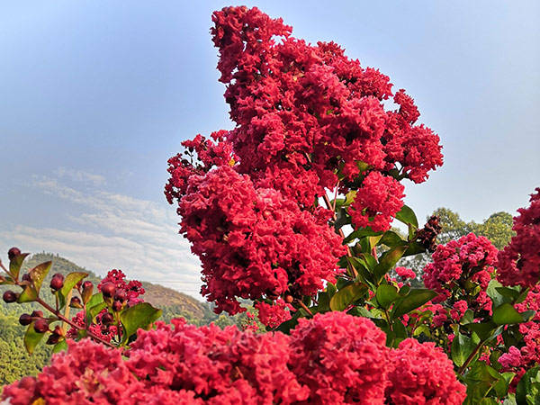 美国三红紫薇多少钱一棵?2021年最新报价