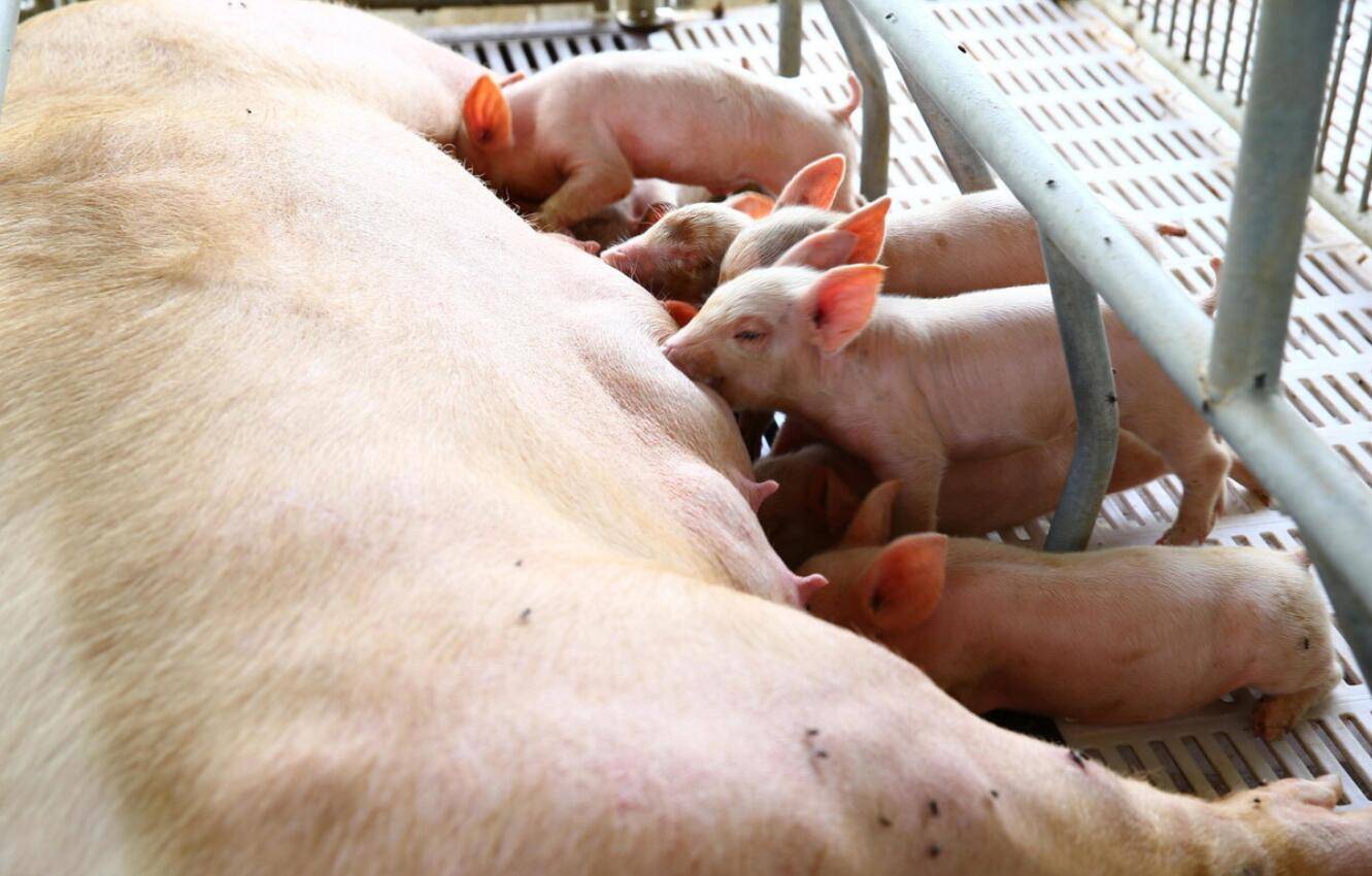 育肥猪猝死的原因