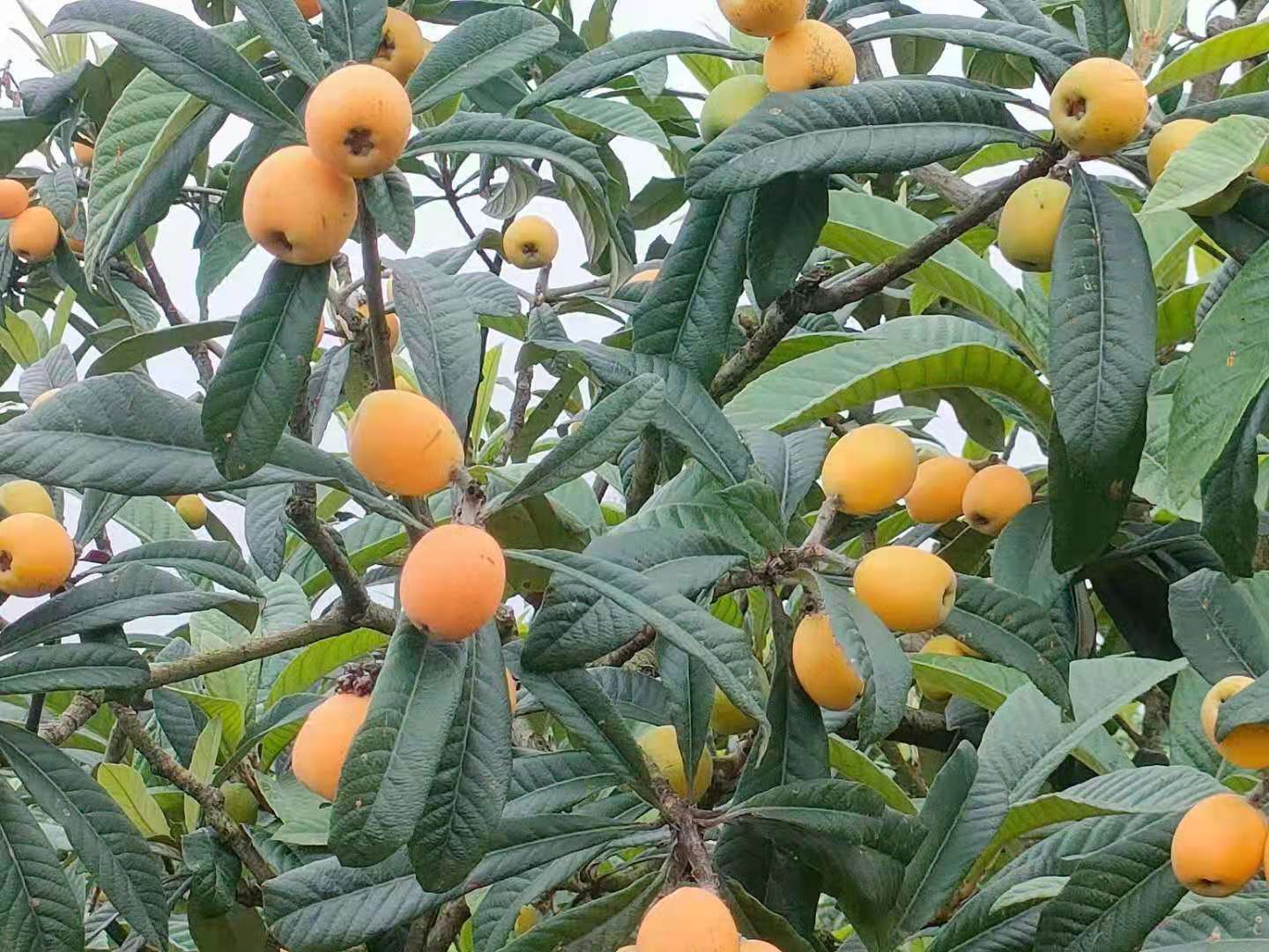 古楼枇杷熟了!合川夏季旅游节精品路线乡村韵味十足