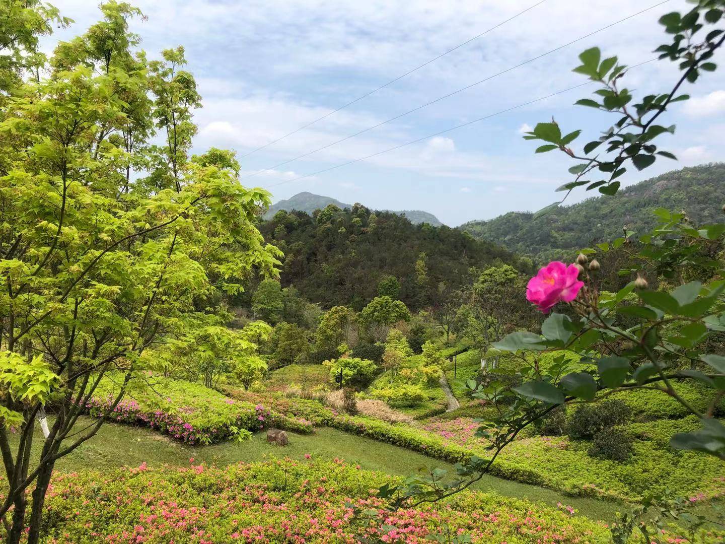 温岭植物园全新亮相,一片绚烂多彩的枫叶!_建设