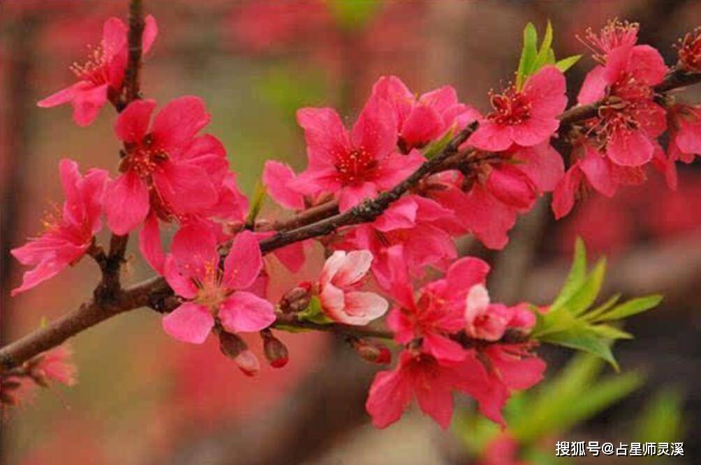 红鸾桃花入命,哪些星座5月开始轰轰烈烈恋爱吧?