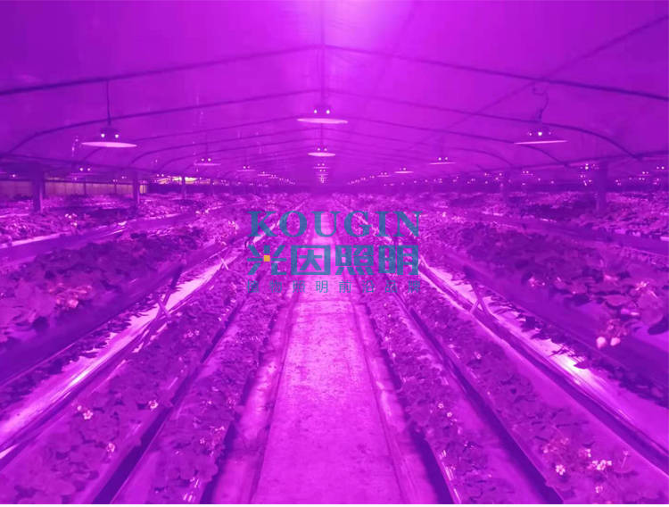 种草莓用什么补光灯能增产吗