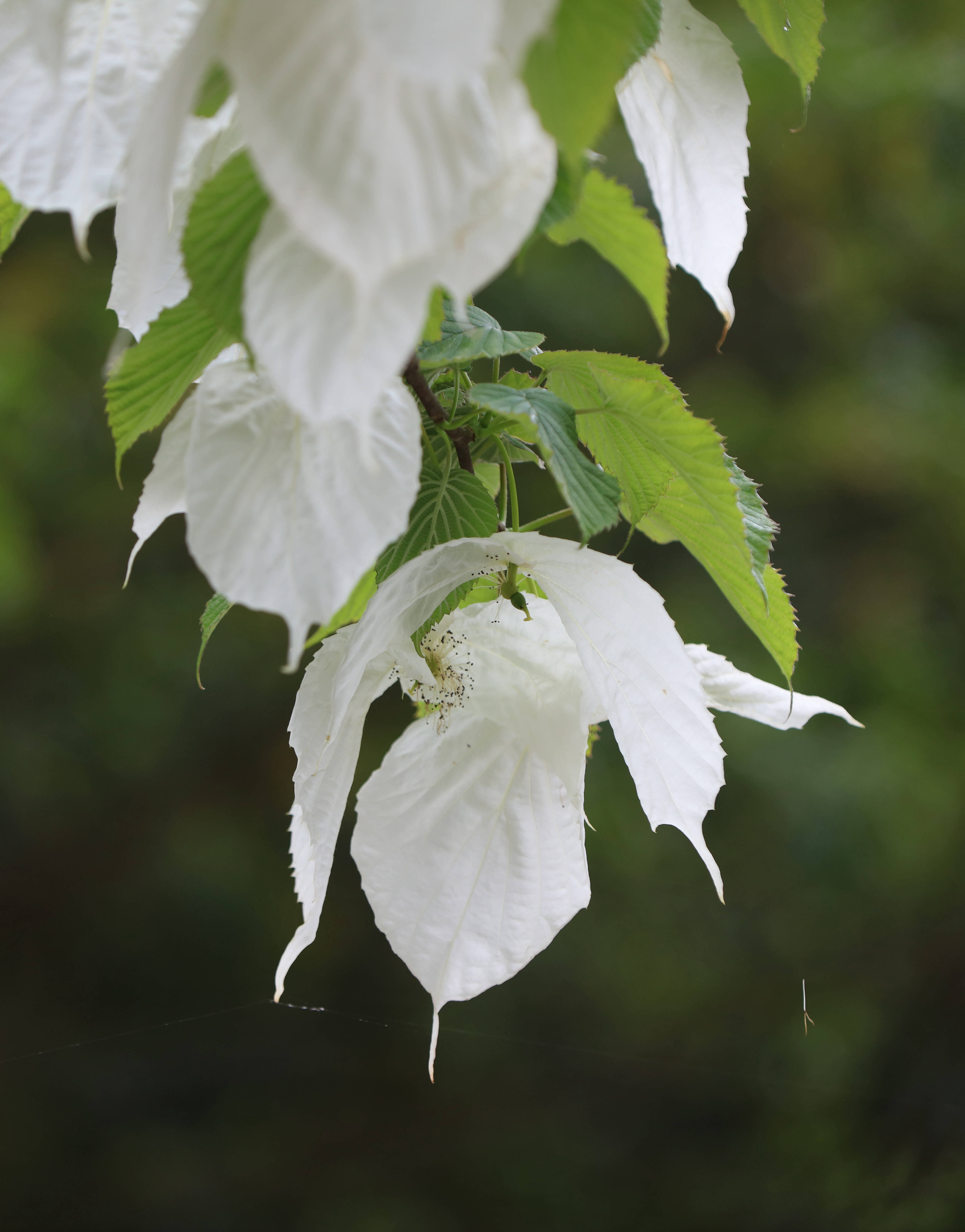 張家界國家森林公園黃石寨:珙桐花開美麗飄然_鴿子