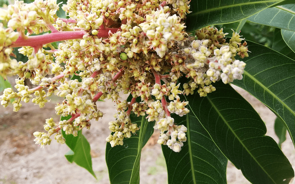 芒果成长路上的拦路虎—白粉病