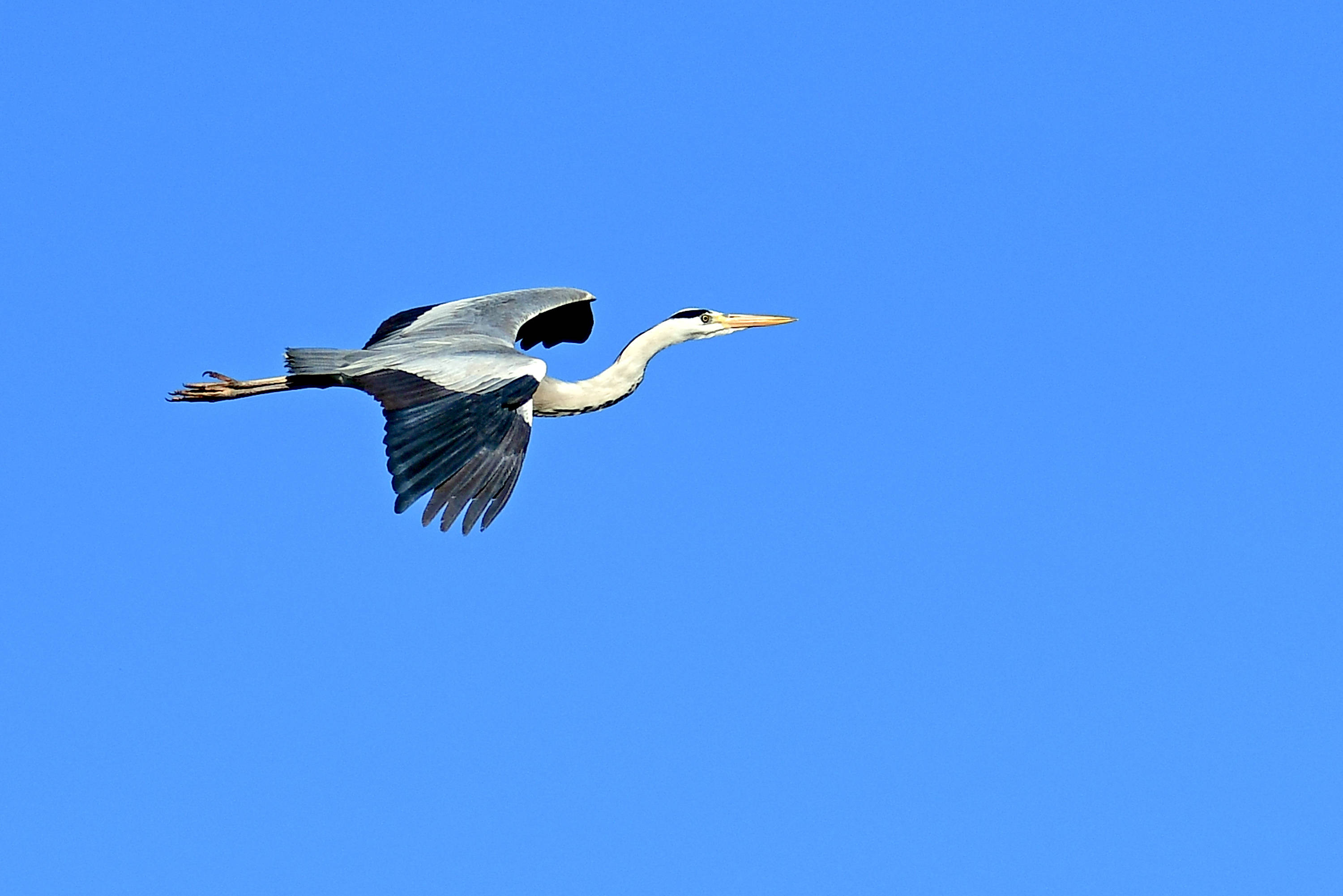 苍鹭(一)——大鹏展翅
