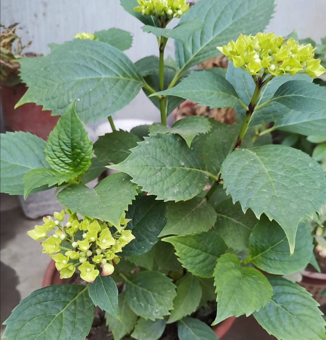 绣球花为什么又叫死人花曼珠沙华为什么在线