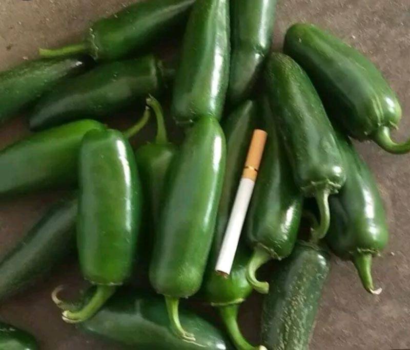同乐港椒泡椒腌渍椒炮弹头辣椒种子