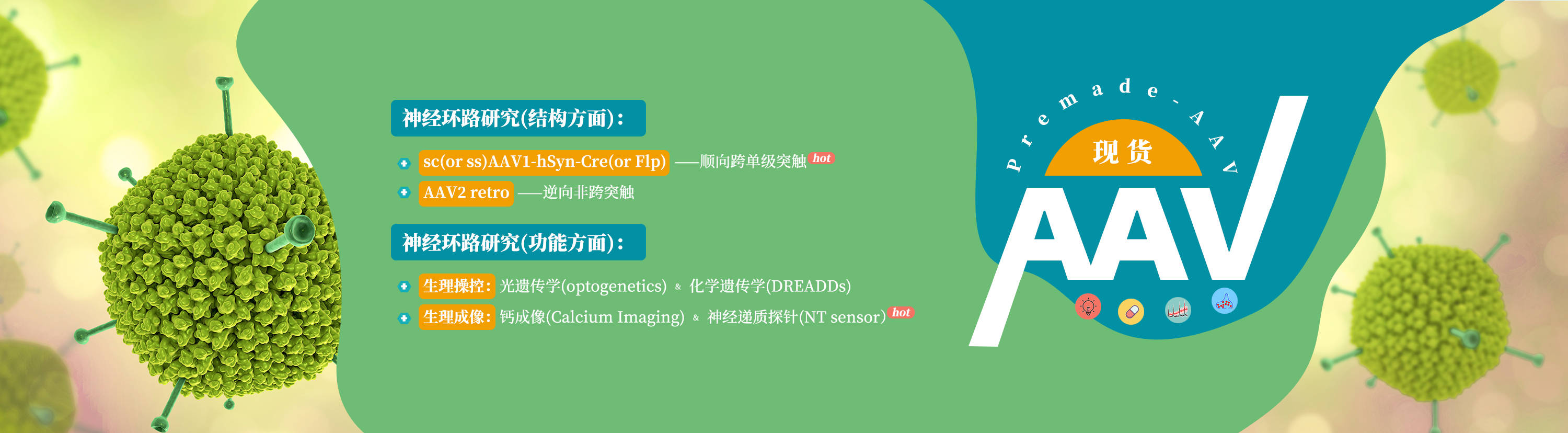 实验|知识分享：AAV自噬双标病毒