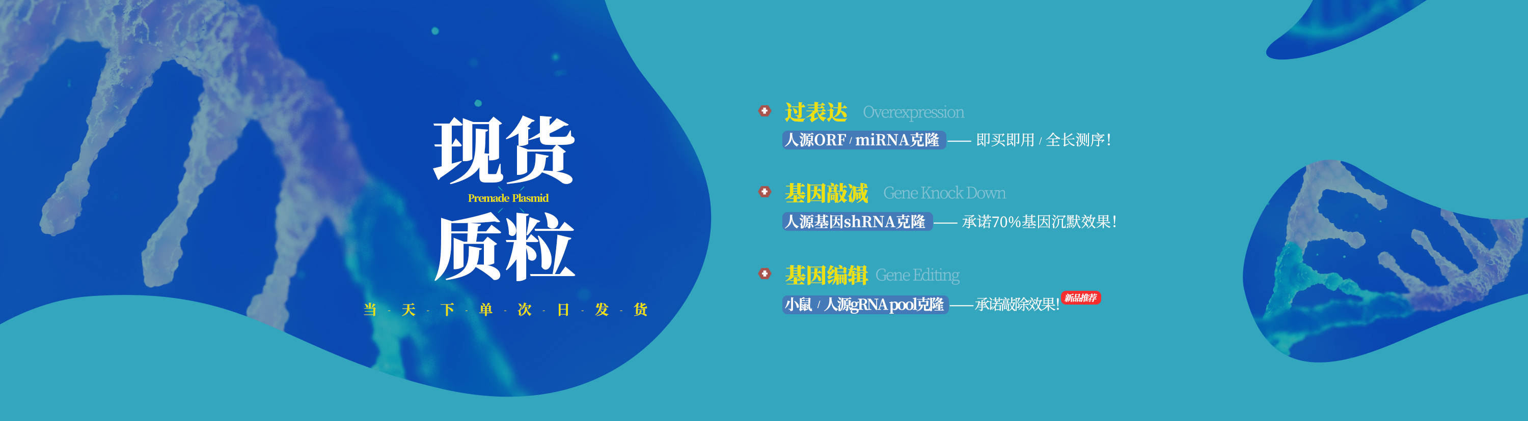 实验|知识分享：AAV自噬双标病毒