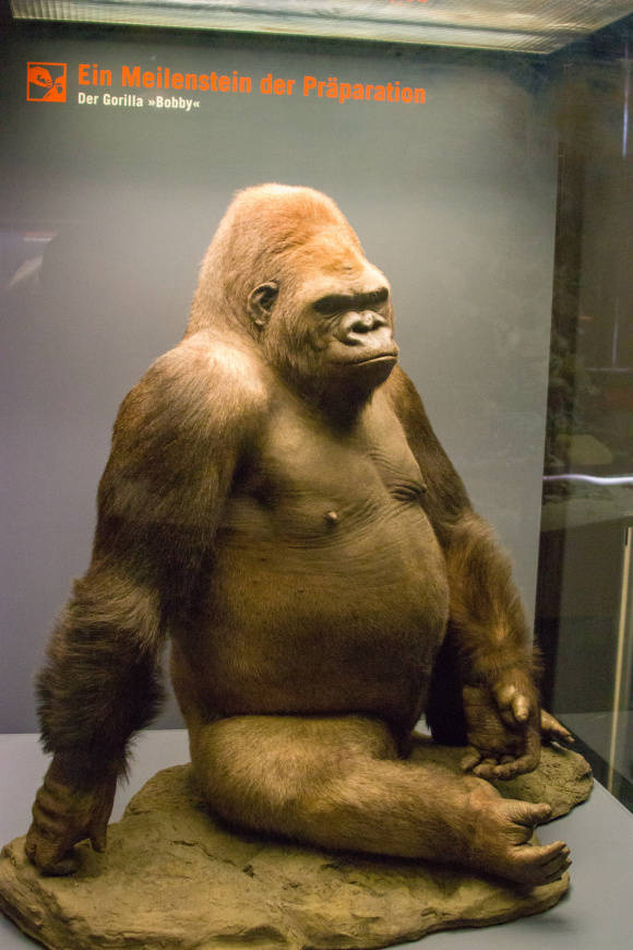 国际博物馆日 | 腕龙,始祖鸟,鸮鹦鹉,柏林自然历史博物馆的"重量级