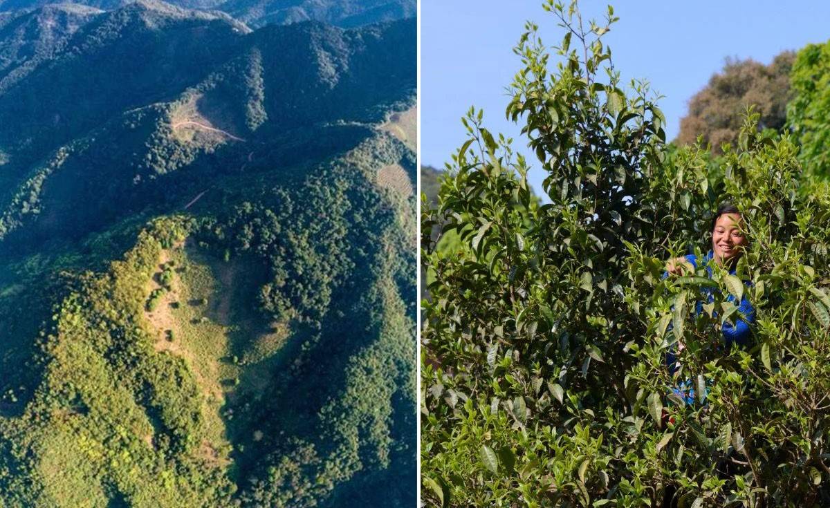 天下一品茗带你了解真正的邦东昔归茶