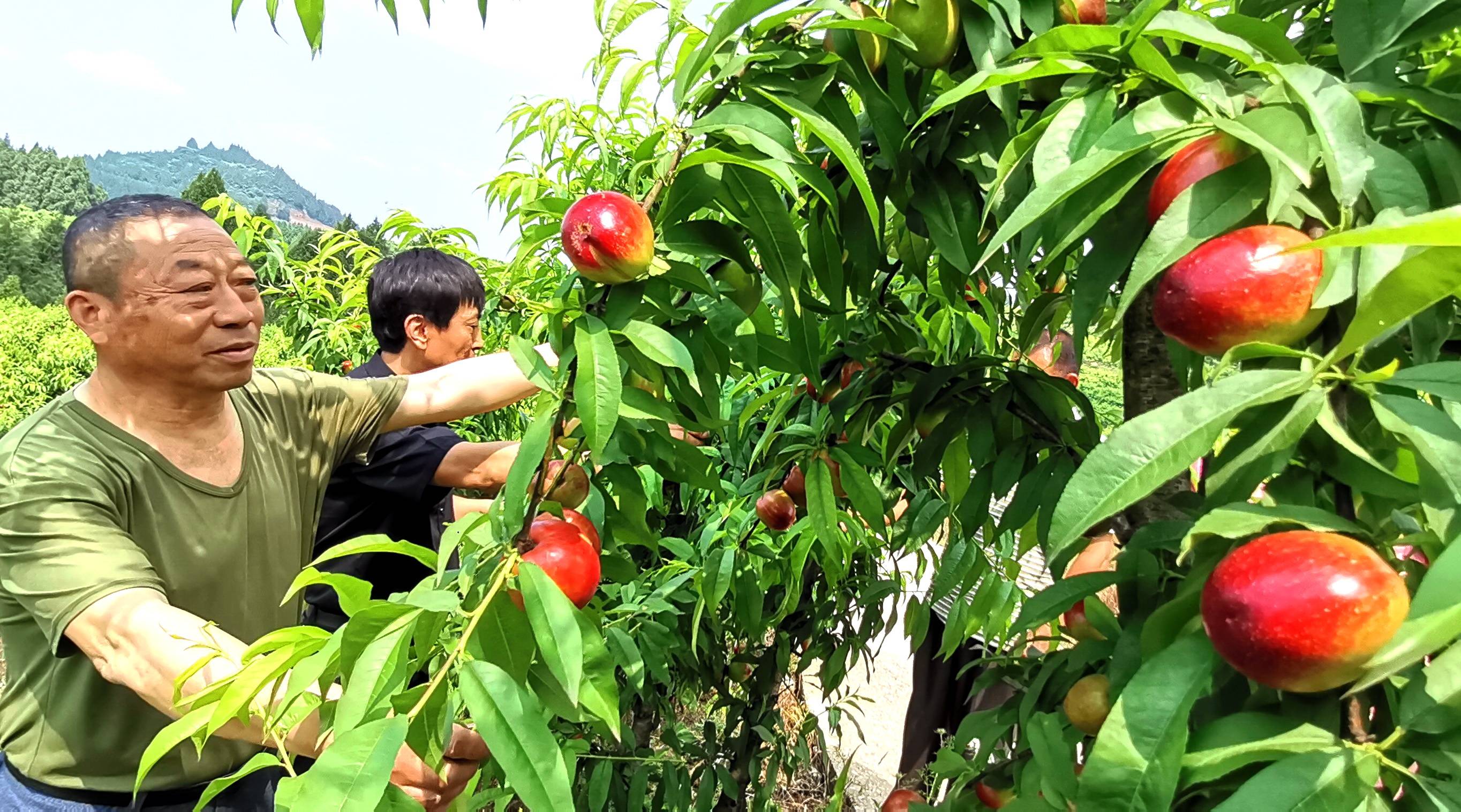 大山梁子的桃子又熟了,入园采摘开始了_油桃