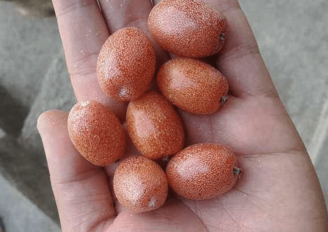 农地里要是有这种果子,一定要珍惜了,如今却比较少看见了!