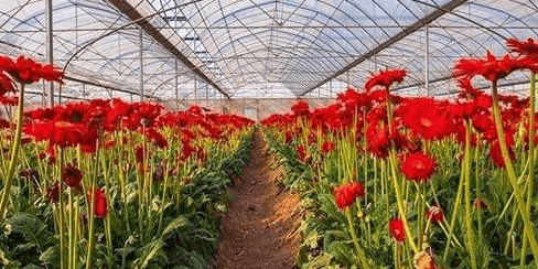 如何使用调节窗帘为花营造合适的温室气候环境呢 温度