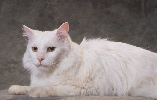 猫咪吃什么吐什么是肠胃炎吗 852f90cf00704a70a2de182556e998d7.jpeg