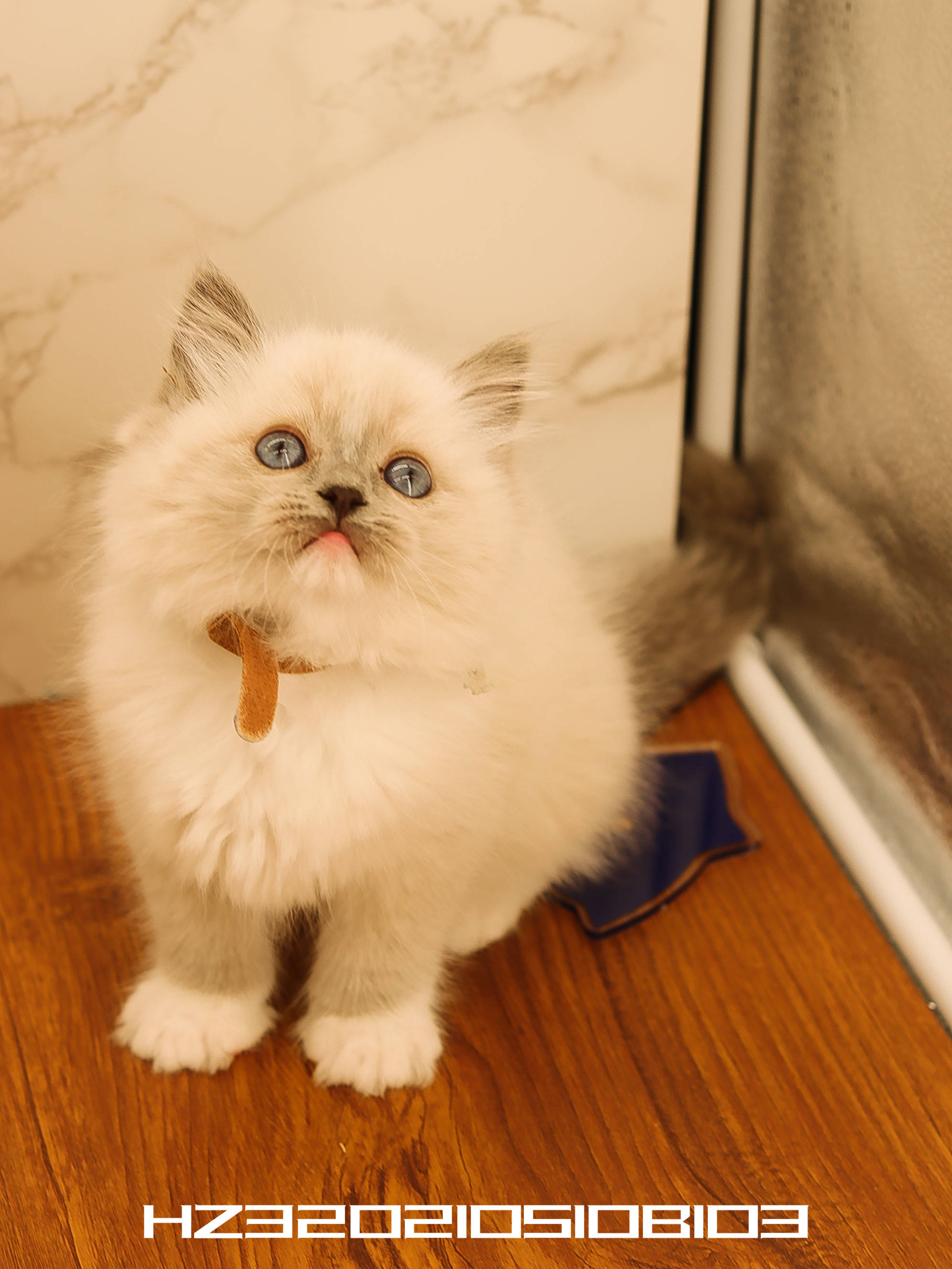 幺社领养猫咪第四期布偶双色布偶重点色英短蓝白英短银点