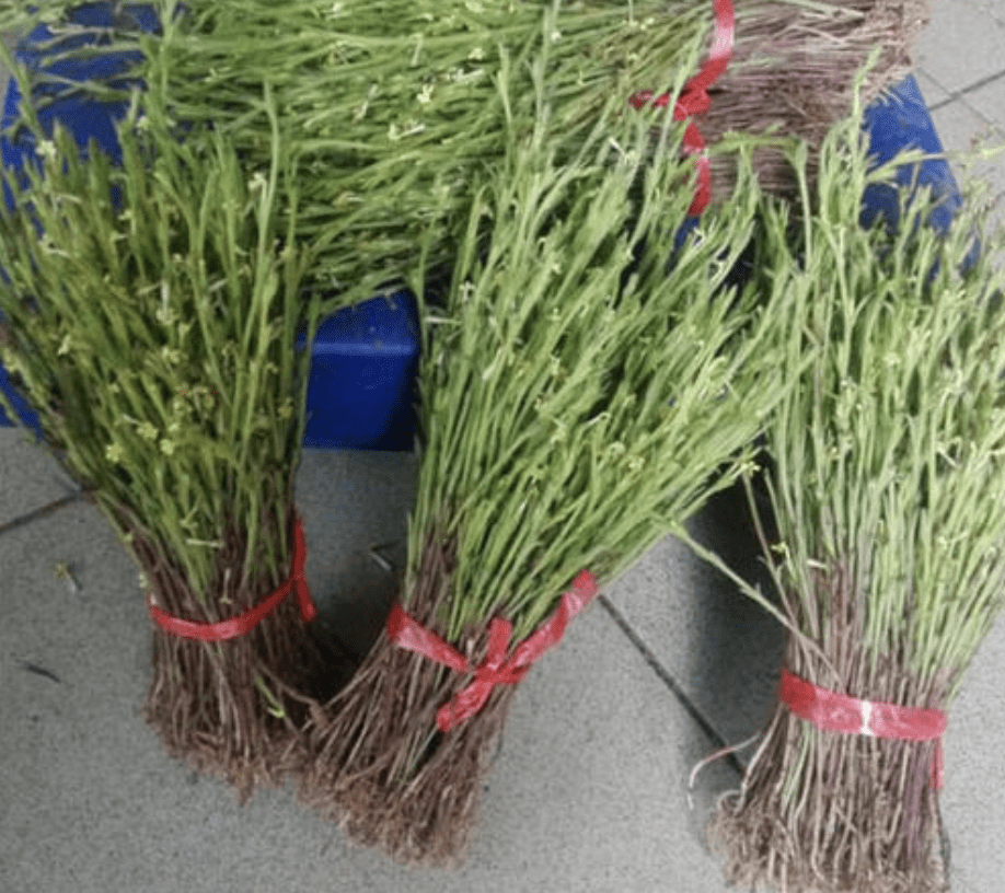 看似不起眼的野草人称草中黄金在野外遇到就赚了