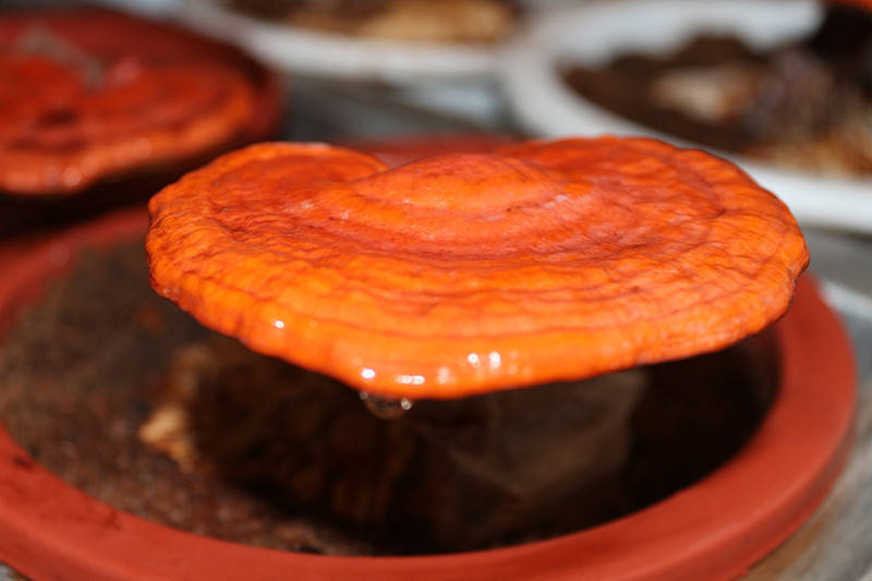 灵芝四圣的由来