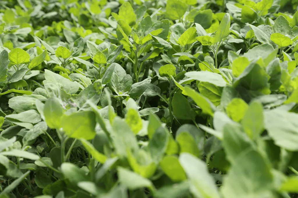 长武藜麦菜特色产业种植带动农民增收致富