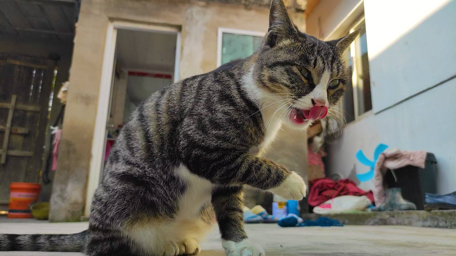 猫咪高冷的背后 竟然隐藏着这么多 秘密 上帝 猫咪高冷的背后 竟然隐藏着这么多 秘密 上帝