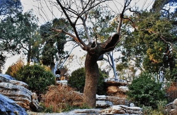 300多年的时间过去了，吊死崇祯皇帝的“歪脖子树”，现今如何？_搜狐网