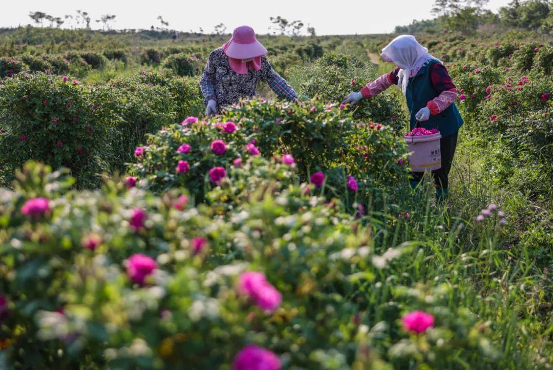 这就是山东荣成玫瑰美得醉人