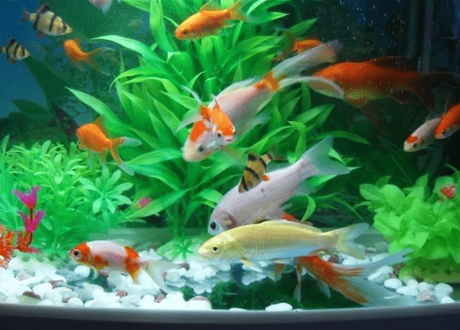 哪种水草最适合养鱼 6198295609134f0c8160645af69aa858.png