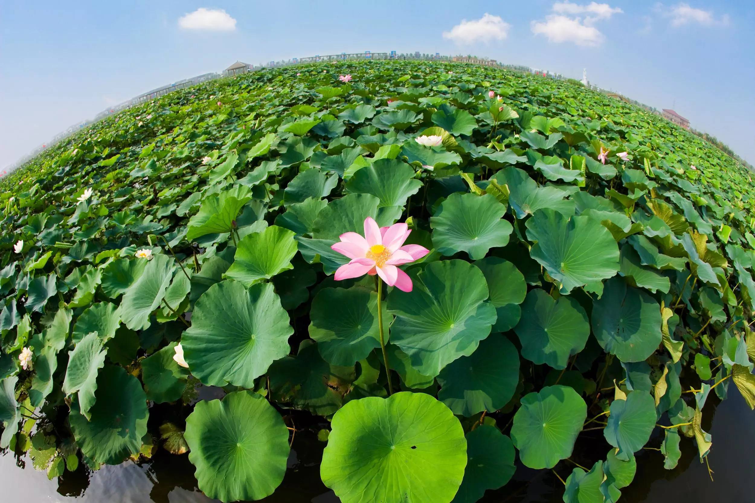 填料|荷塘月色濕地公園