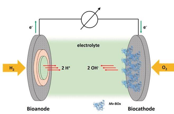 生物酶將代替貴金屬作為燃料電池的電極