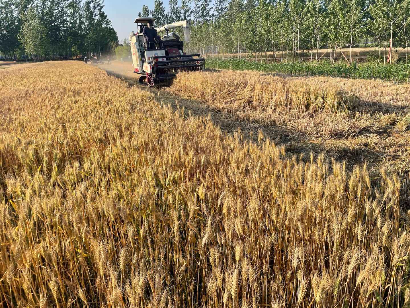 沙河镇十万亩三麦开镰收割_李凡东