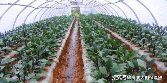保花保果 如何管理温室中的茄子 植物 保花保果 如何管理温室中的茄子 植物