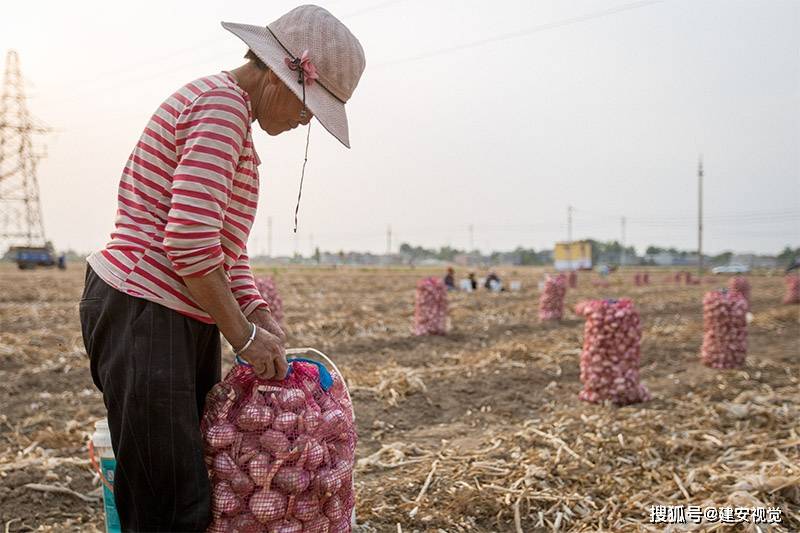 一亩大蒜平均亩产在2000斤左右面朝黄土背朝天蒜农最终能挣多少钱