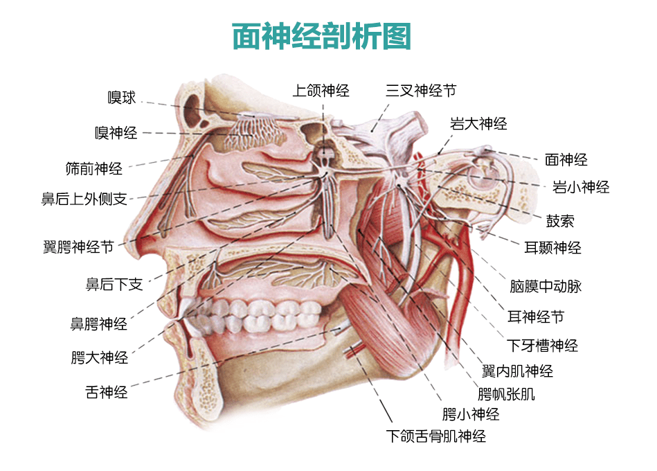 面神经炎的症状图片