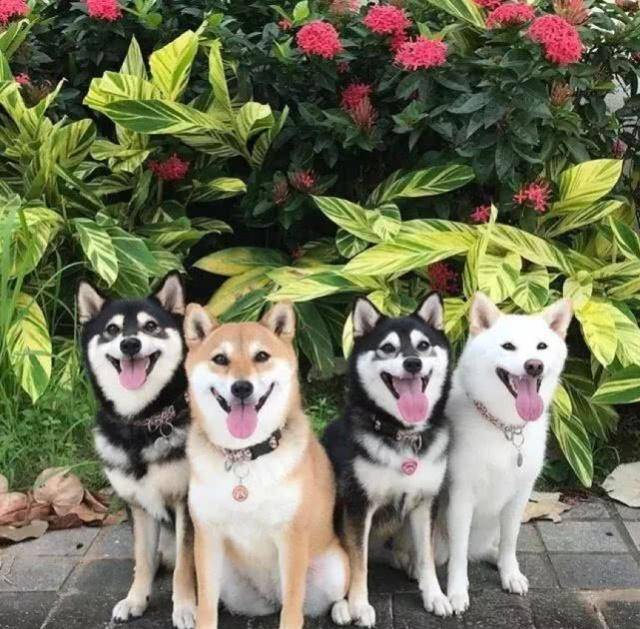 一口气集齐四只三种不同花色的柴犬是种什么体验看看就知道了
